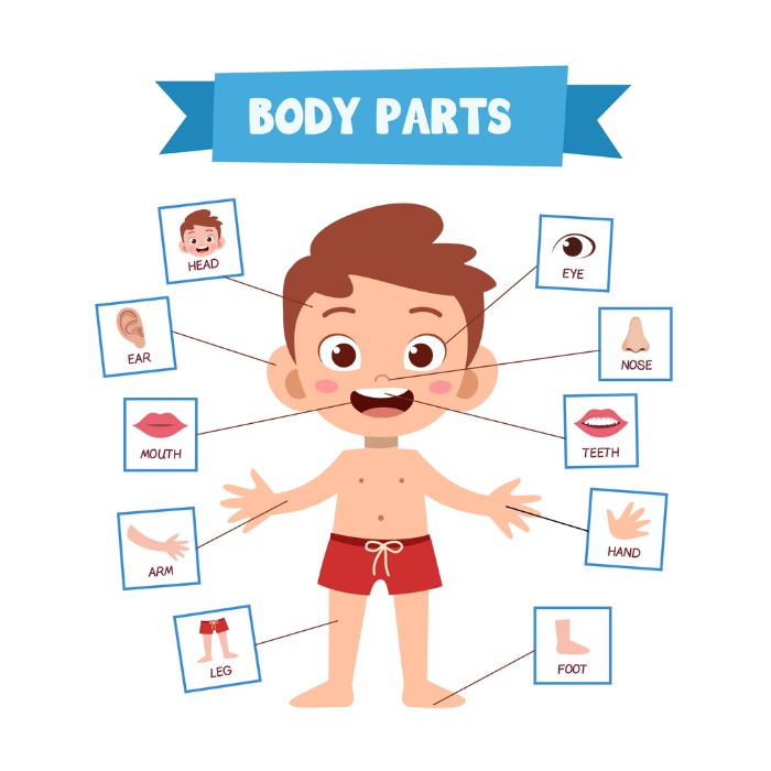 Infográfico: as partes do corpo humano em inglês