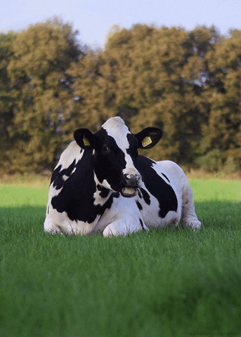 Vaca pastando