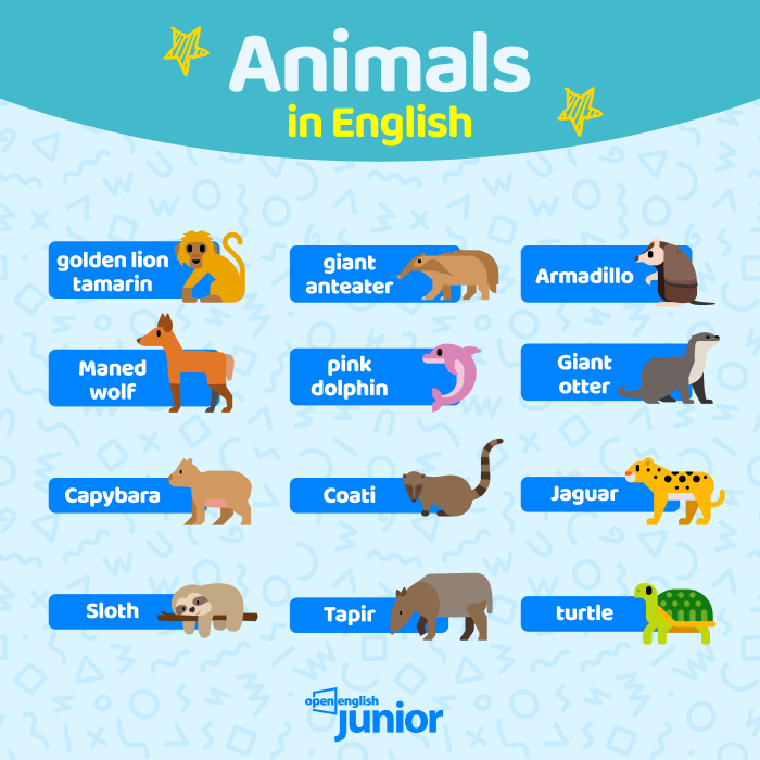 animais brasileiros em inglês