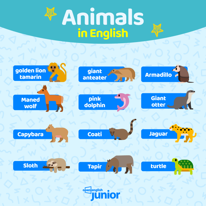 40 Animais com a letra N em português, inglês e espanhol